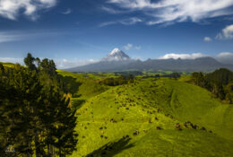 New Zealand 2025 (1 group) (13/66)